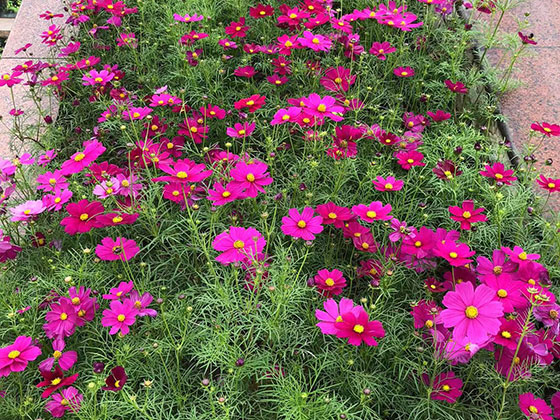 武威塑料仿真花/鲜花,设计商住小区园林,1~3小时送货上门